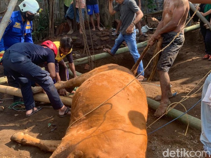 sapi terperosok