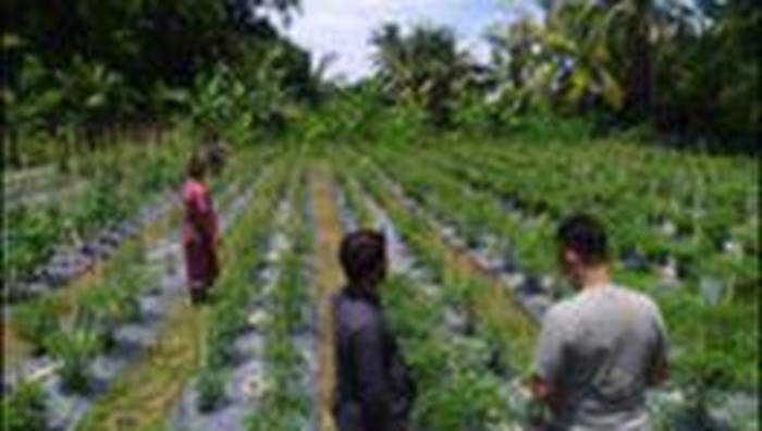 Bali Bangkit dengan Pertanian Organik