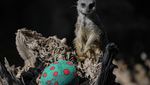 Gemas! Tingkah Lemur di Kebun Binatang Chile Berburu Telur Paskah