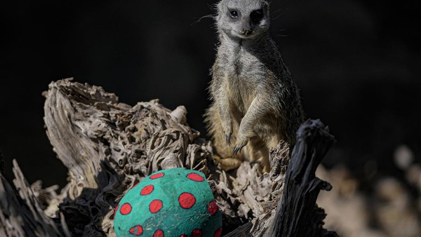 Lemur ekor cincin di kebun binatang itu serta memeriahkan perayaan Paskah. 