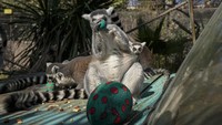 Kehadiran telur Paskah tersebut menarik perhatian para lemur di Kebun Binatang Buin. Mereka mendekati telur-telur itu dan mencari makanan di dalamnya.