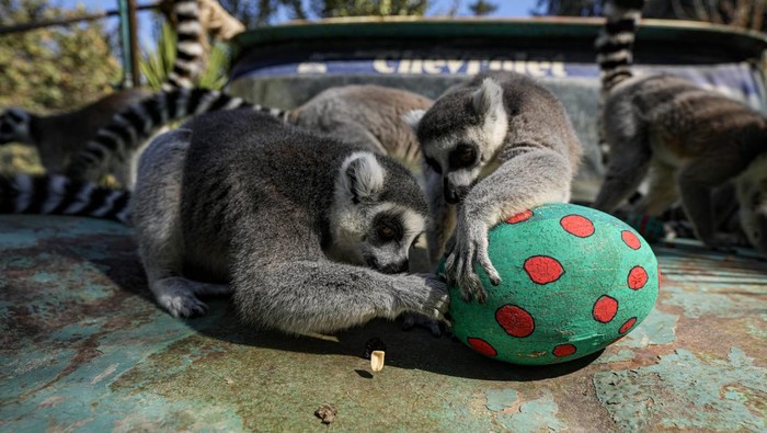 Gemas! Tingkah Lemur di Kebun Binatang Chile Berburu Telur Paskah Lemur ekor cincin di Kebun Binatang Buin, Chile, ikut serta memeriahkan perayaan Paskah. Hewan-hewan itu berburu telur Paskah yang diisi dengan makanan.