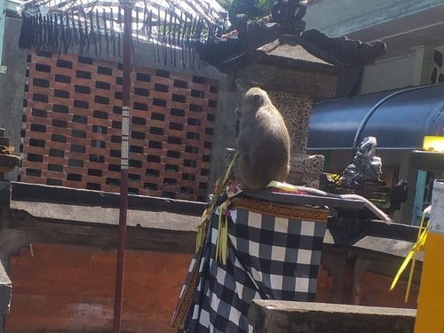 penampakan monyet ekor panjang di RSUP Sanglah Denpasar