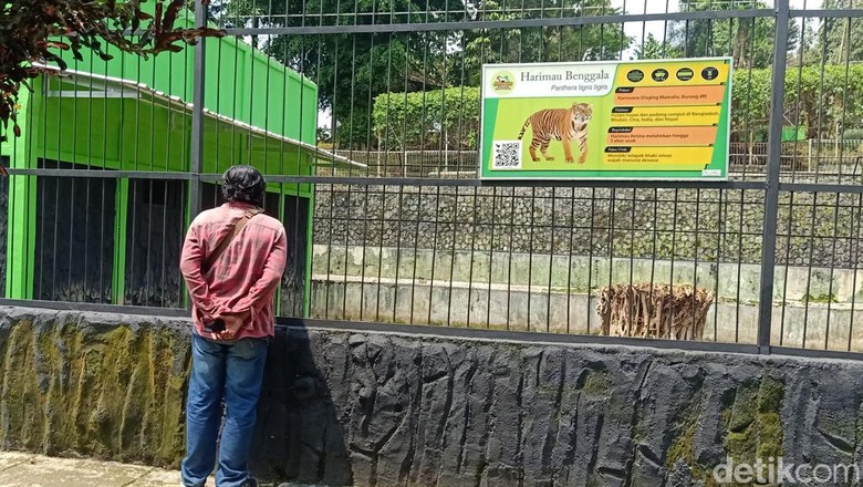 Kandang harimau di Serulingmas Zoo Banjarnegara, Senin (18/4/2022).