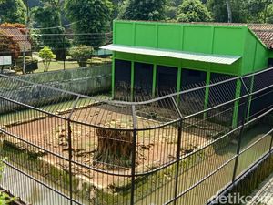Perawat Satwa Tewas Diserang Harimau, Serulingmas Tutup Sementara