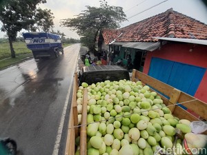 Pengepul Timun Suri di Sumedang Ketiban Rezeki Selama Ramadan