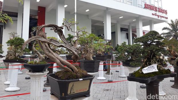 Pameran bonsai di Perpusda Boyolali, Senin (18/4/2022).