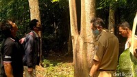 Peristiwa itu membuat sejumlah warga mengaitkannya dengan hal mistis. Pasalnya, pohon tersebut hanya terbakar di bagian tengahnya dan lokasinya berada di dekat areal permakaman dusun setempat. (Robby Bernardi/detikJateng).