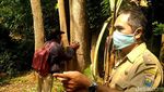 Penampakan Pohon di Batang yang Viral Gegara Tiba-tiba Terbakar