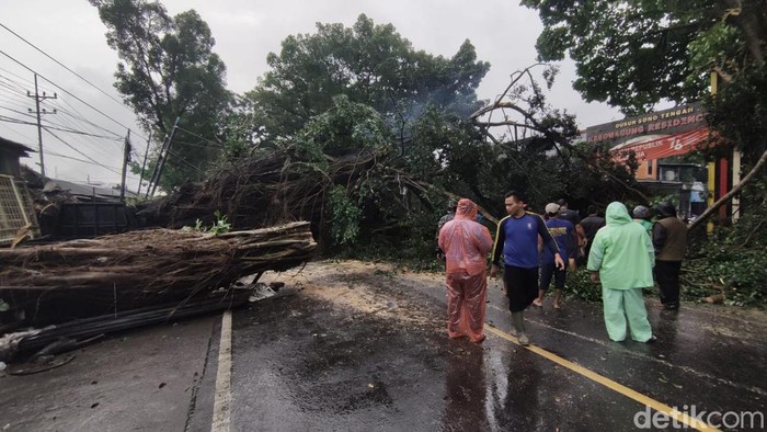 Pohon beringin besar tumbang di Jalan Raya Kebonagung, Kecamatan Pakisaji, Kabupaten Malang. Akibatnya, akses Malang-Blitar terputus.