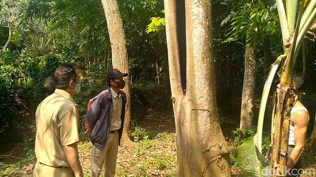 Pohon yang terbakar misterius di Batang, Senin (18/4/2022).