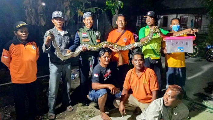Temuan piton 3,5 meter yang bikin kaget warga di Desa Tirtomarto