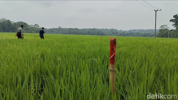 Warga Desa Margatirta, Kecamatan Cimarga, Lebak menolak nilai ganti rugi tanah Rp 20 ribu untuk pembebasan lahan jalan menuju TPS-Limbah B3. (Fathul/detikcom)