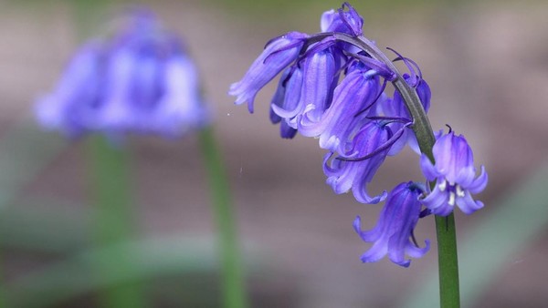 Bunga bluebell merupakan genus dalam famili Asparagaceae. Bunga berwarna biru keunguan ini aslinya berasal dari Eropa.