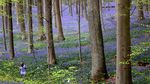 Terpesona Indahnya Hutan Biru yang Khas di Belgia