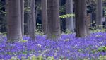 Terpesona Indahnya Hutan Biru yang Khas di Belgia