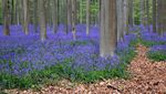 Terpesona Indahnya Hutan Biru yang Khas di Belgia