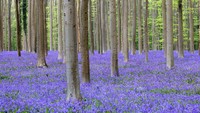 Ini dia fenomena bunga bluebell yang tumbuh liar di kawasan hutan Halle, Belgia, Selasa (19/4/2022).