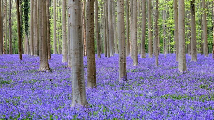 Wild bluebells, which bloom around mid-April turning the forest floor blue, form a carpet in the Hallerbos, also known as the 'Blue Forest', in Halle, near Brussels, Belgium April 19, 2022. REUTERS/Yves Herman