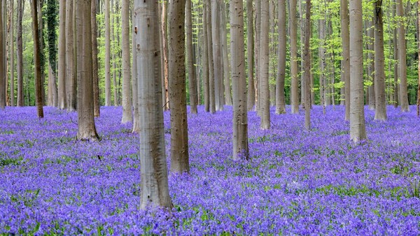 Ini dia fenomena bunga bluebell yang tumbuh liar di kawasan hutan Halle, Belgia, Selasa (19/4/2022).