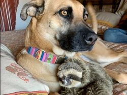 Kumpulan Foto Mengecoh Otak, Ayo Coba Fokus!