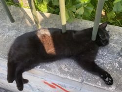 Kumpulan Foto Mengecoh Otak, Ayo Coba Fokus!