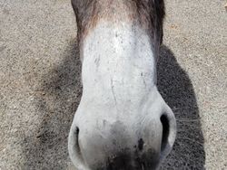 Kumpulan Foto Mengecoh Otak, Ayo Coba Fokus!