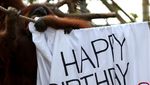 Selamat Ulang Tahun Orang Utan Tertua di Dunia!