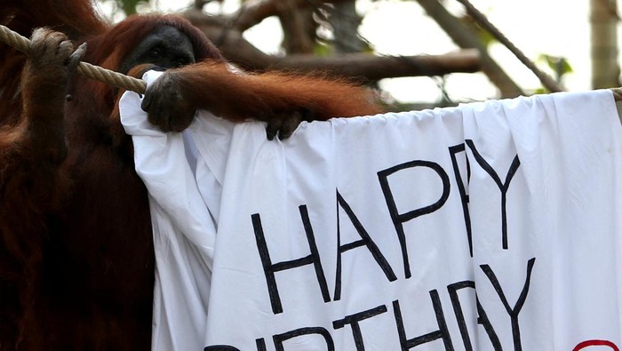 GERMANY-ZOO/ORANG-UTAN Orang-utan Bella, the world's oldest according to the Hamburg zoo, rests on her 61st birthday beside Berani at the Hagenbeck zoo in Hamburg, Germany, April 19, 2022. REUTERS/Cathrin Mueller