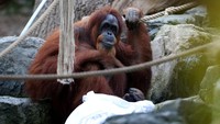Pihak kebun binatang mengklaim bahwa Bella adalah orang utan tertua saat ini.