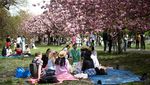 Tak Hanya di Jepang, Indahnya Bunga Sakura Juga Menyapa London