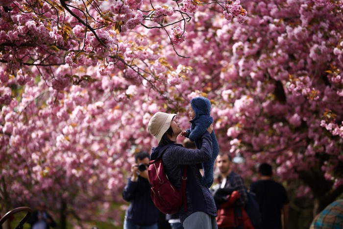 A child poses under petals falling from a cherry blossom tree in Greenwich Park in London, Britain, April 17, 2022. REUTERS/Henry Nicholls     TPX IMAGES OF THE DAY