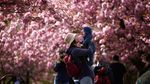 Tak Hanya di Jepang, Indahnya Bunga Sakura Juga Menyapa London