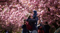 Bunga sakura akan mekar dengan indahnya setiap musim semi. Di London sendiri pada Maret hingga Awal Mei adalah waktu di mana bunga sakura mudah ditemukan di taman kota.