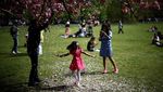 Tak Hanya di Jepang, Indahnya Bunga Sakura Juga Menyapa London