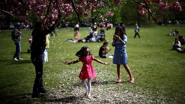 Seorang anak berpose di antara kelopak bunga yang jatuh dari pohon bunga sakura.