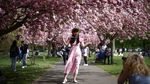 Tak Hanya di Jepang, Indahnya Bunga Sakura Juga Menyapa London