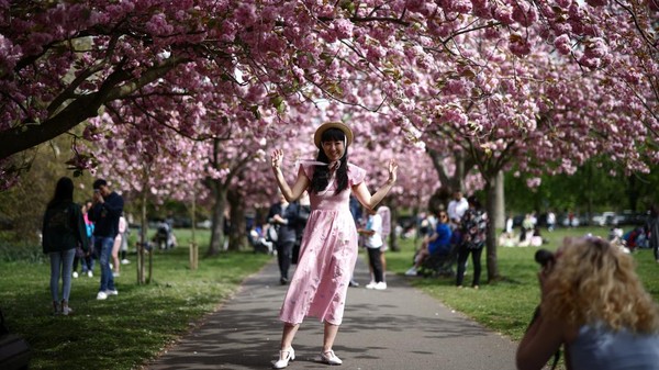 Bunga sakura begitu menarik perhatian, antusias wisatawan terhadap bunga khas Jepang ini terlihat saat menyaksikan langsung bunga itu bermekaran dan berfoto di antara pohon-pohonnya.