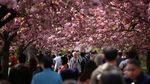 Tak Hanya di Jepang, Indahnya Bunga Sakura Juga Menyapa London