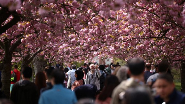 Orang-orang berjalan di bawah pohon sakura saat cuaca cerah di Greenwich Park di London, Inggris (17/4/2022).