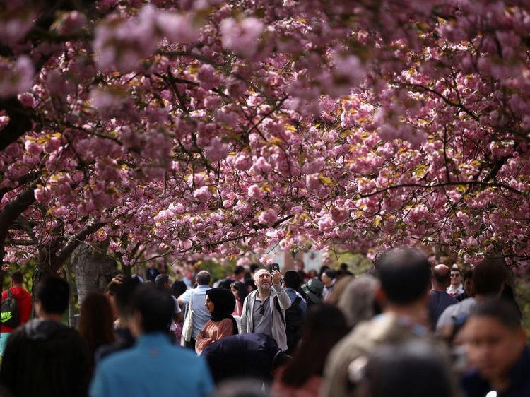 Tak Hanya di Jepang, Indahnya Bunga Sakura Juga Menyapa London
