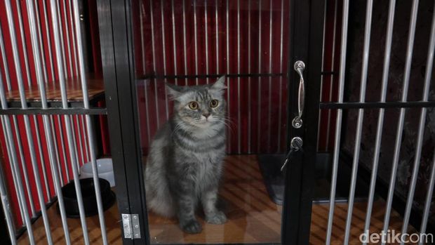 Jasa penitipan kucing di Bandung.