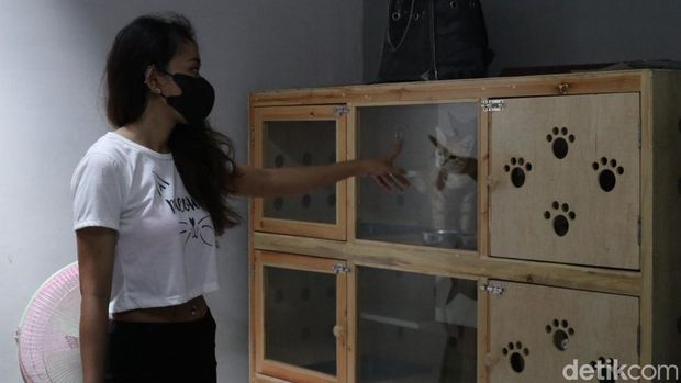 Jasa penitipan kucing di Bandung.