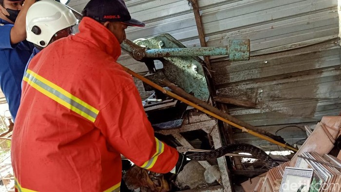Kobra sepanjang 2 meter yang bersembunyi di tumpukan keramik yang ada di rumah warga di Mojokerto.