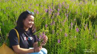 Bunga lavender ini memiliki warna ungu yang sangat feminin