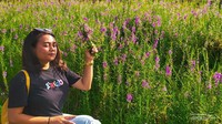padang lavender ini dipercaya dapat menghilangkan stres