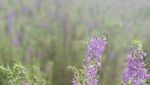 Hamparan Bunga Lavender Secantik Ini Ada di Indonesia