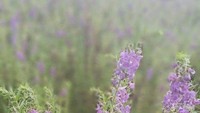 Yang unik dari tempat ini adalah bunga lavendernya tumbuh secara liar