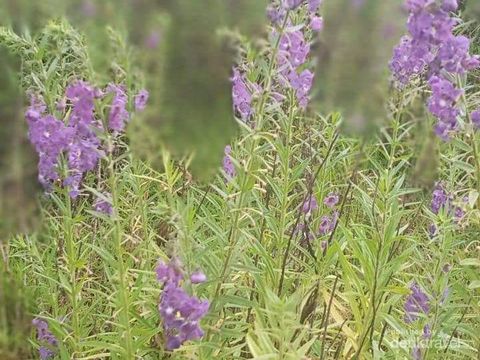 Yang unik dari tempat ini adalah bunga lavendernya tumbuh secara liar