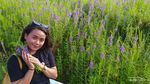 Hamparan Bunga Lavender Secantik Ini Ada di Indonesia